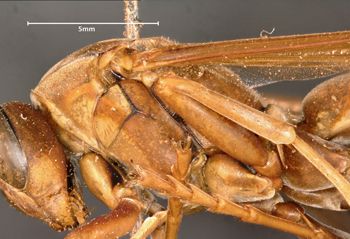 Media type: image;   Entomology 524 Aspect: thorax lateral